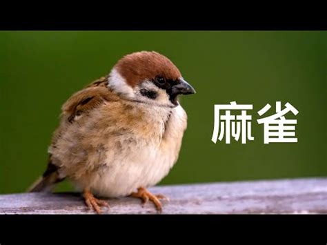 麻雀來家裡|【麻雀來家裡】麻雀突然飛進我家裡，你猜會發生什麼驚奇？